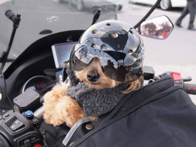 バイクに乗る犬